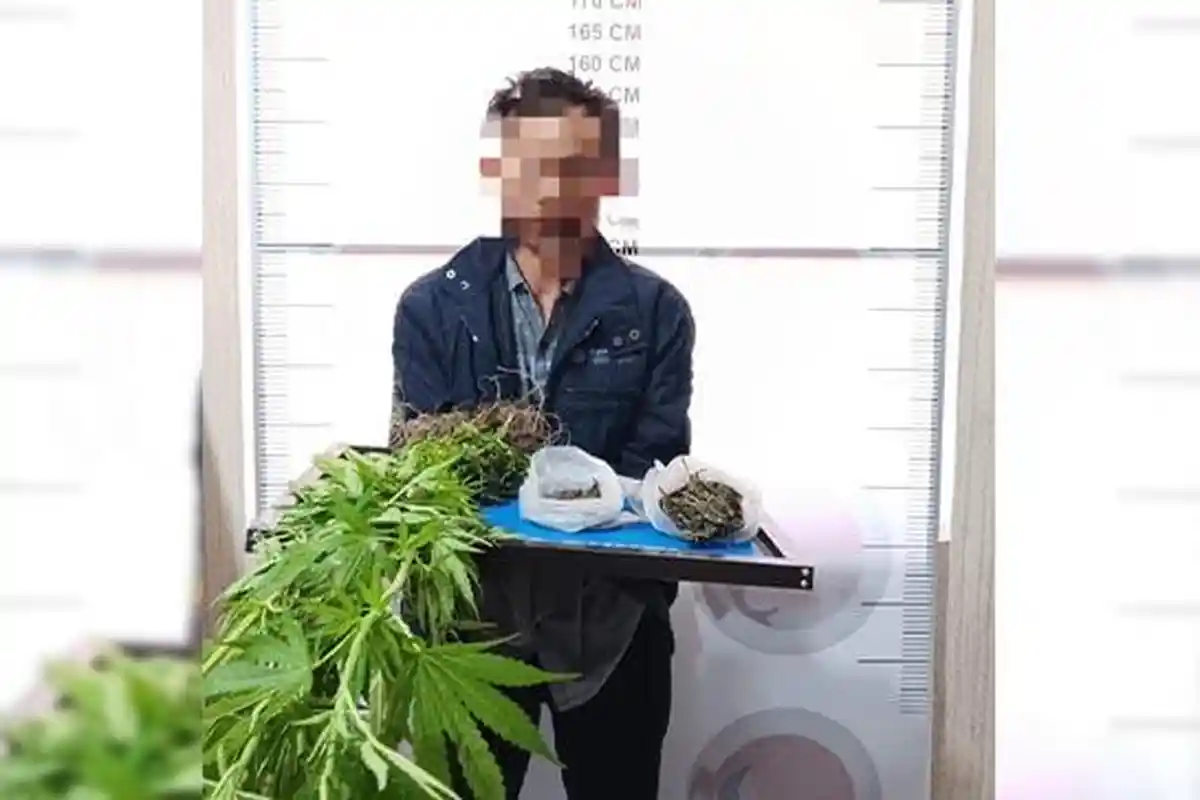 Nekat Tanam Ganja di Kebun, Seorang Pria di Bener Meriah Diringkus Polisi