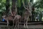 Berlibur di Bali Zoo saat Pandemi Covid-19