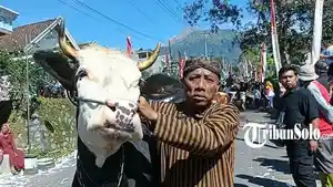 Tradisi-bakdan-sapi-di-Boyolali.jpg