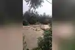 Warga Desa Alat HST Saksikan Detik-detik Jembatan Dibangun Swadaya Hancur Diterjang Arus Sungai