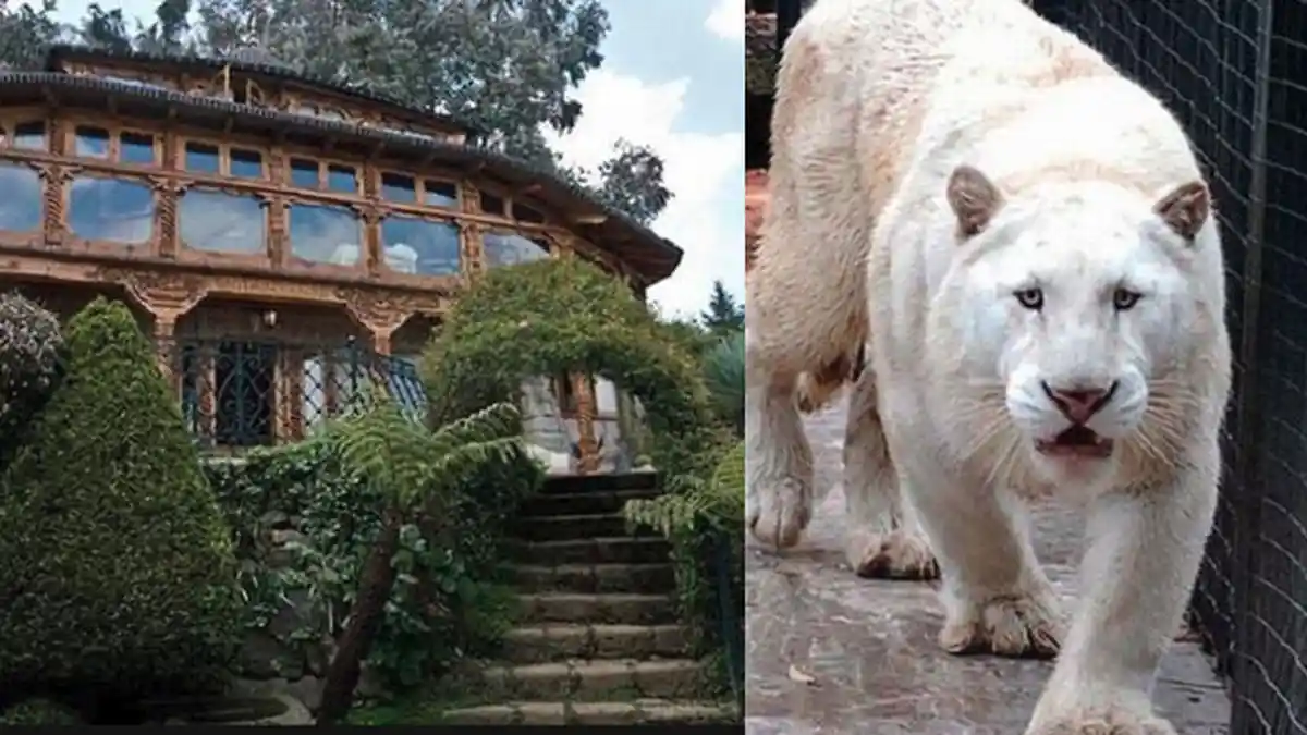 Mengintip Isi Rumah Seorang Gembong Narkoba di Meksiko, Ada Binatang Buas hingga Deretan Senjata!