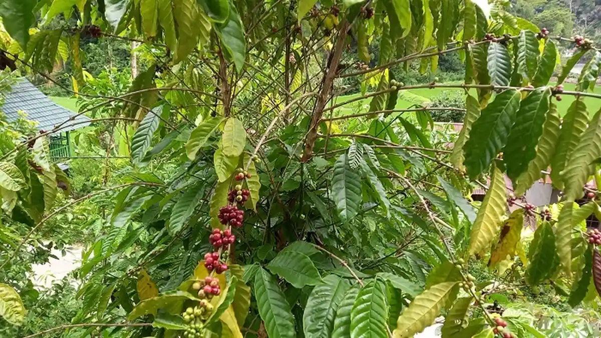 Bibit Kopi di Toraja Asalnya dari Jember Jawa Timur, Ini Penjelasannya