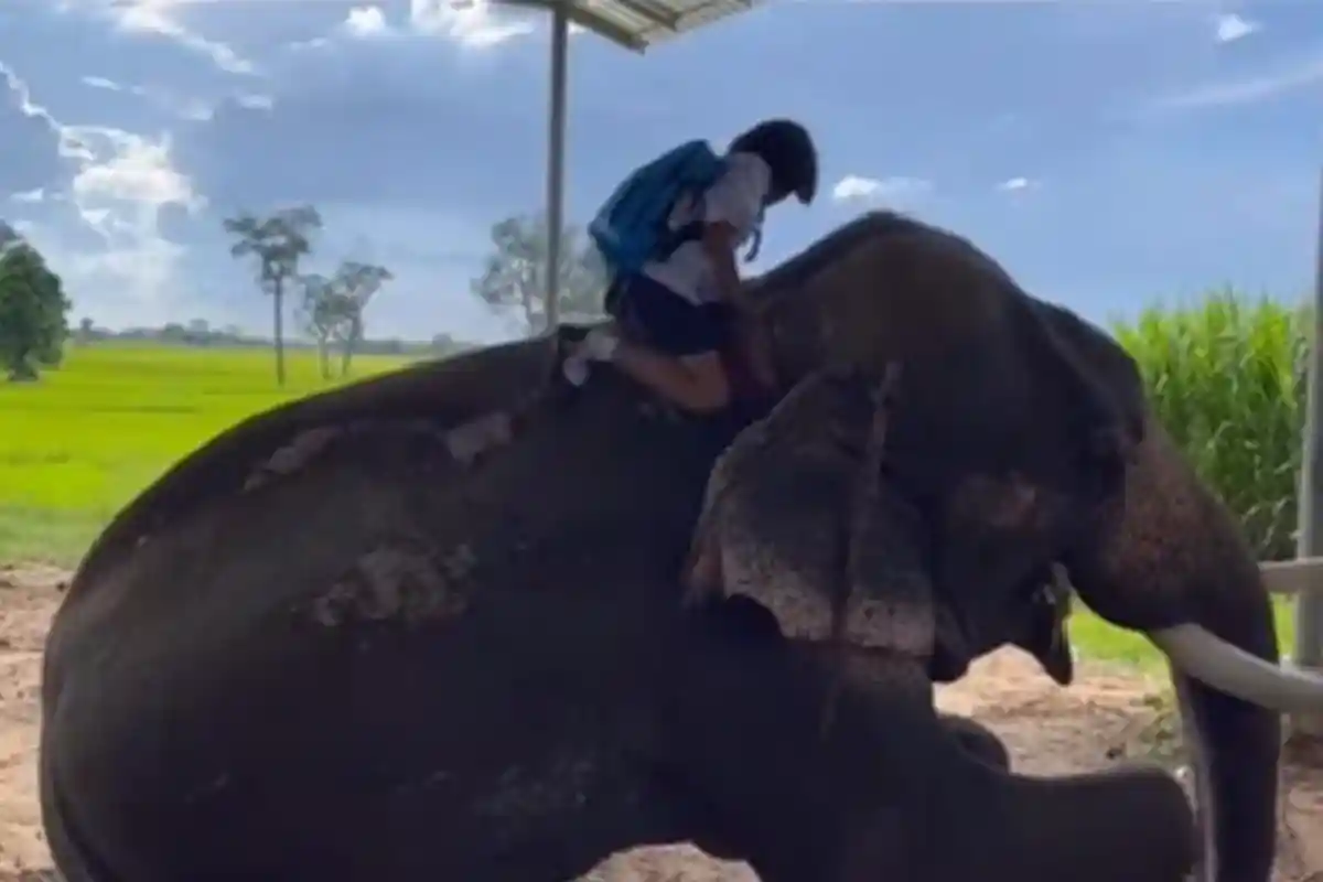 Bocah Perempuan 11 Tahun Ini Naik Gajah ke Sekolah, Alasan Demi Menghemat Uang, Sang Ayah Buka Suara