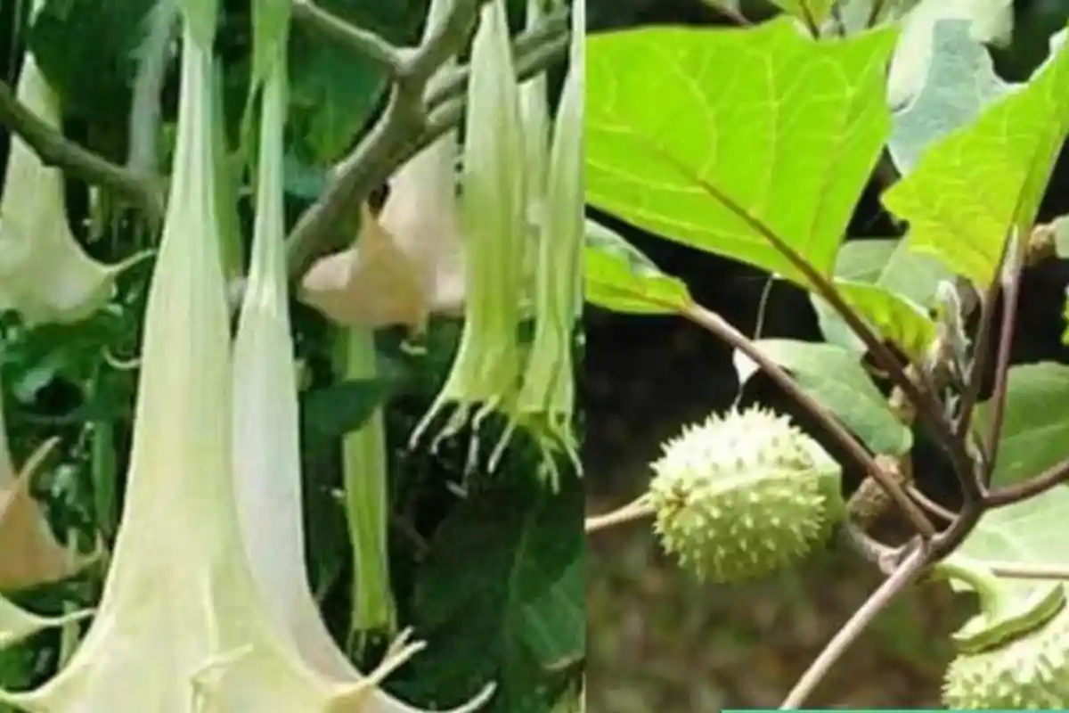 Praktisi Kesehatan Jelaskan Bahaya Kecubung, Bisa Sebabkan Kerusakan Otak Permanen hingga Kematian