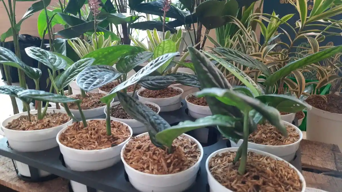 Kenali Ciri-Ciri Tanaman Hias yang Tidak Sehat, Ini Cara Mengatasinya