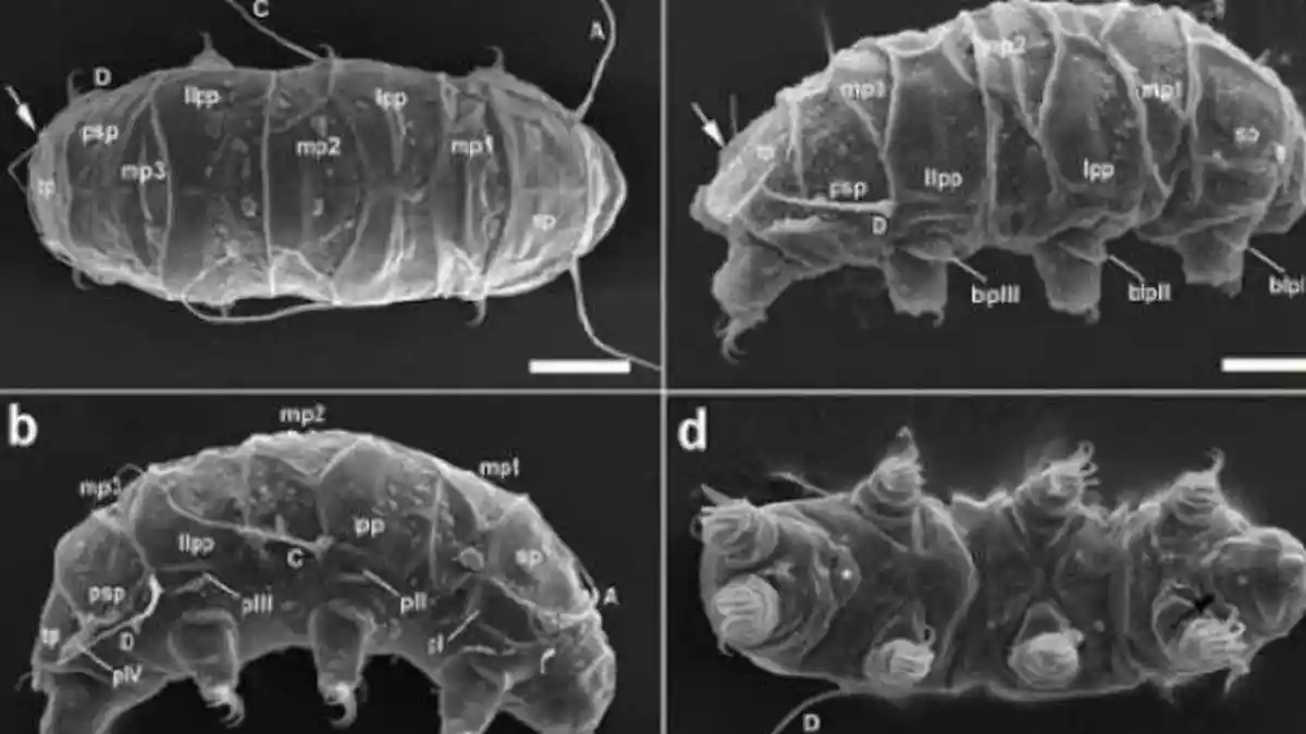 7 Fakta Tardigrade, Hewan Tangguh yang Tahan Radiasi Sama Ledakan Supernova Ini Ada di Mana-mana!