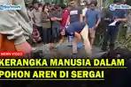 GEGER! Penemuan Kerangka Manusia Dalam Pohon Aren Tumbang di Sergai