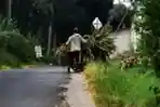 Mencari Batang Pohon Jagung untuk Pakan Ternak Sapi