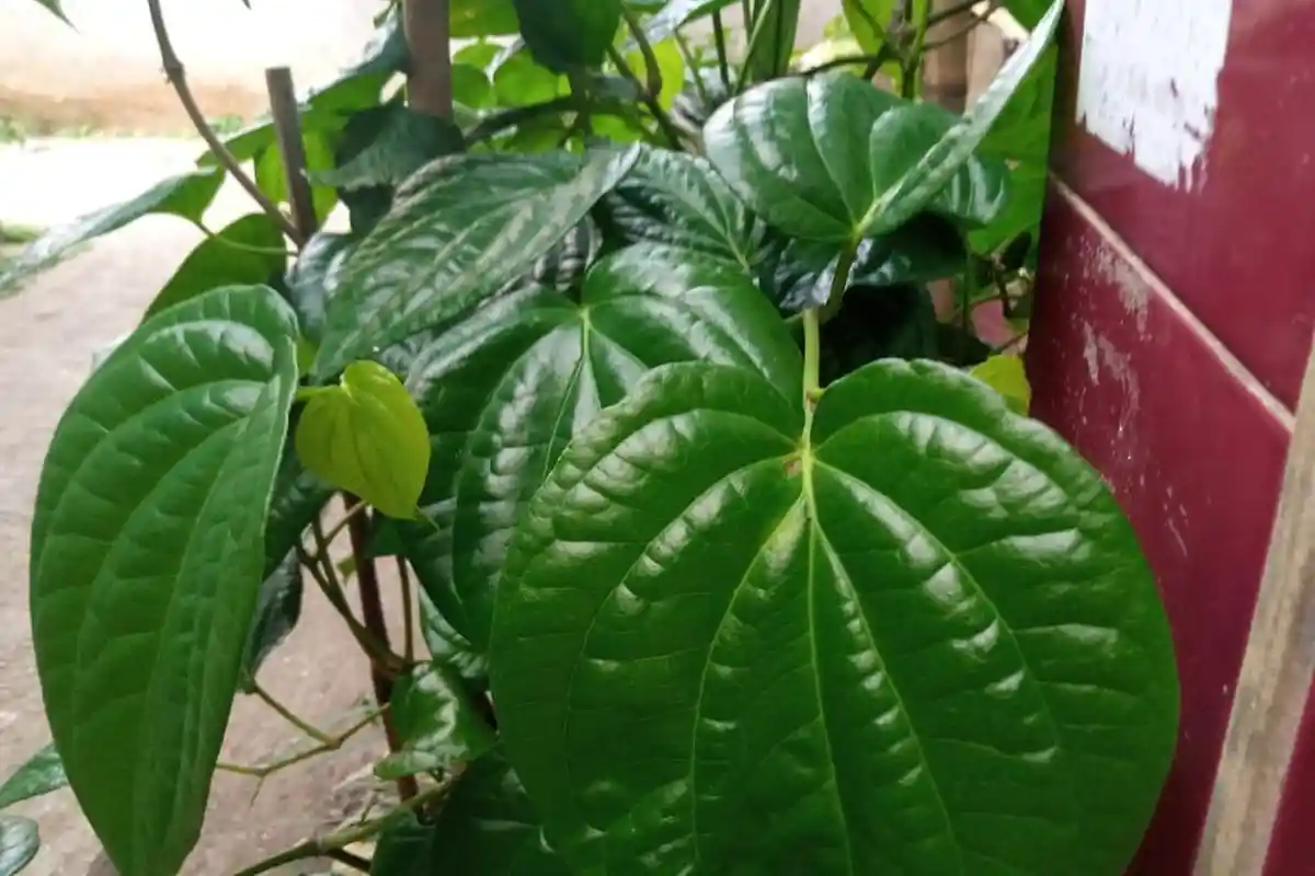 Daun Sirih Hijau Bisa Bantu Atasi Demam dan Cepat Keringkan Luka Pada Kulit, Begini Cara Mengolahnya