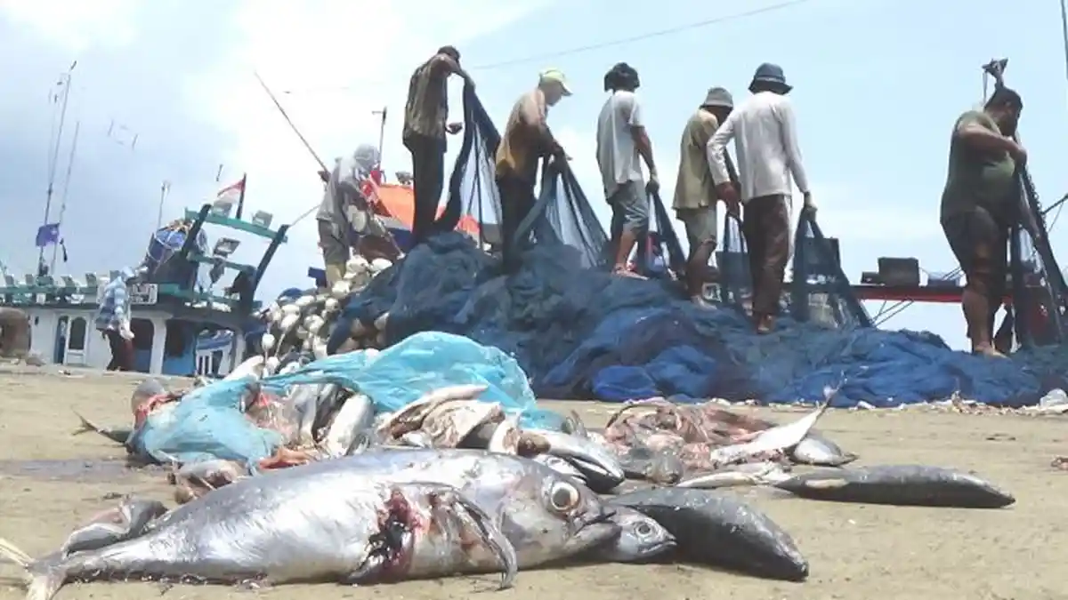 Tangkapan Terlalu Melimpah, Ikan Dibiarkan Terbuang di Pelabuhan