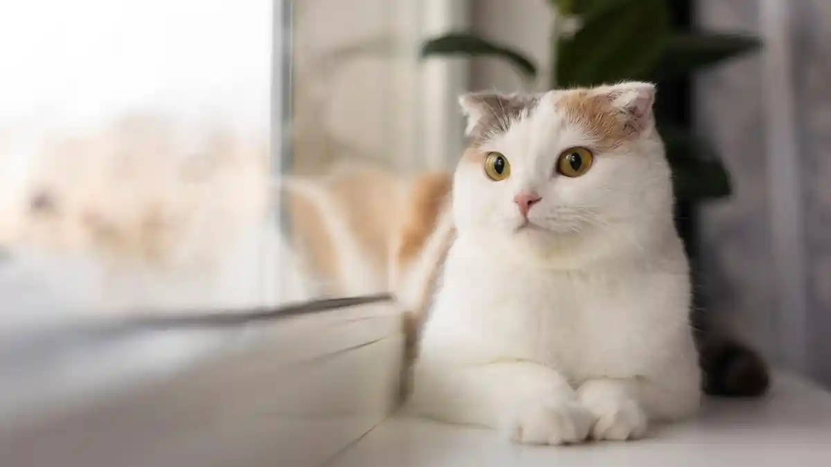 UPT Damkar Tanjungsari Evakuasi Kucing Liar yang Meneror Warga Sumedang