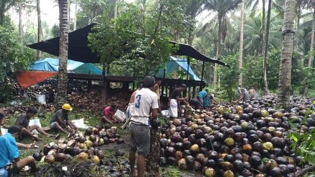 Update Harga Kopra Maluku Utara:  Perkilo Dibeli  Rp 6.600