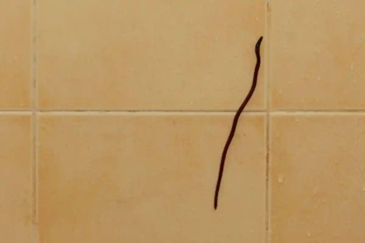 Cara Mudah Membasmi Cacing dan Hewan Sejenis yang Bersarang di Kamar Mandi