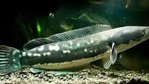 Ikan-channa-ada-beberapa-jenis-mulai-dari-micropeltes.jpg