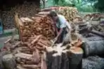 Membelah Kayu Bakar Pabrik Kopi Tradisional