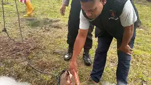 Polsek-Miomaffo-Barat-olah-TKP-kasus-curi-sapi.jpg