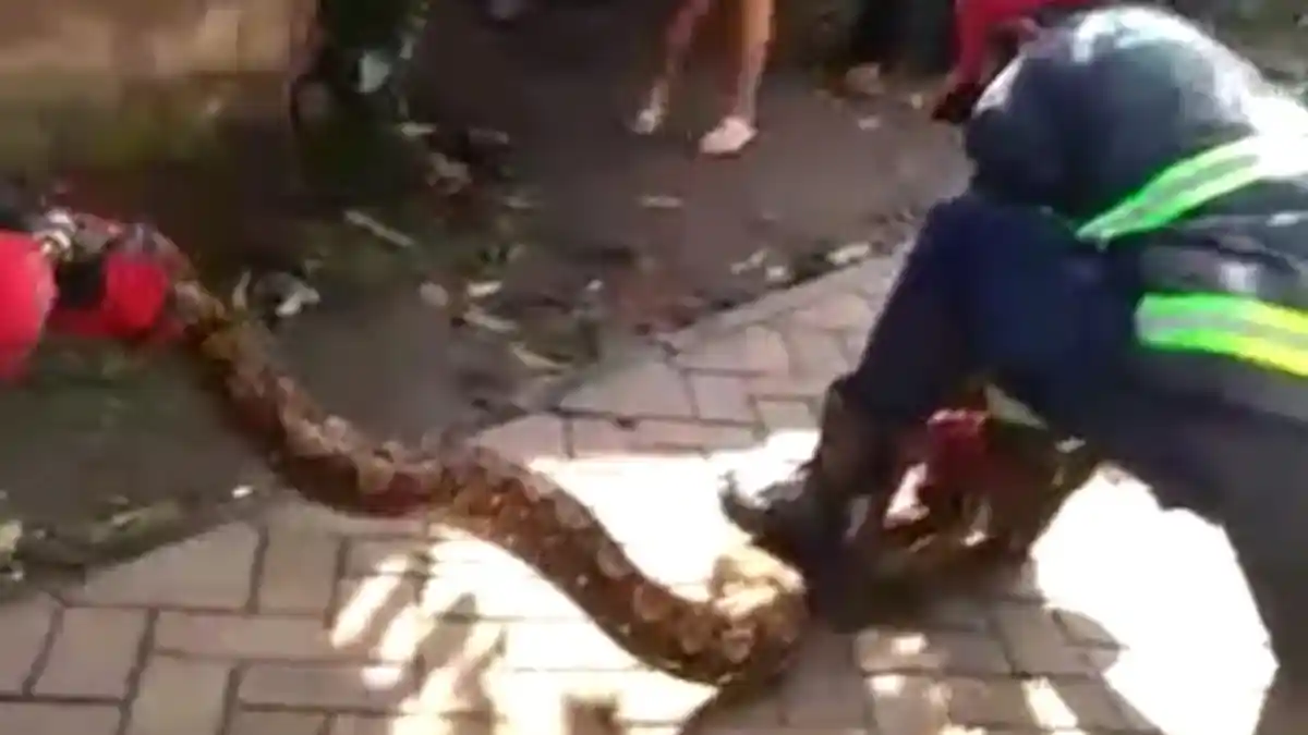 Warga Ciputat Kaget Ular 5 Meter Muncul di Plafon, Petugas Pemadam Kebakaran Bantu Evakuasi