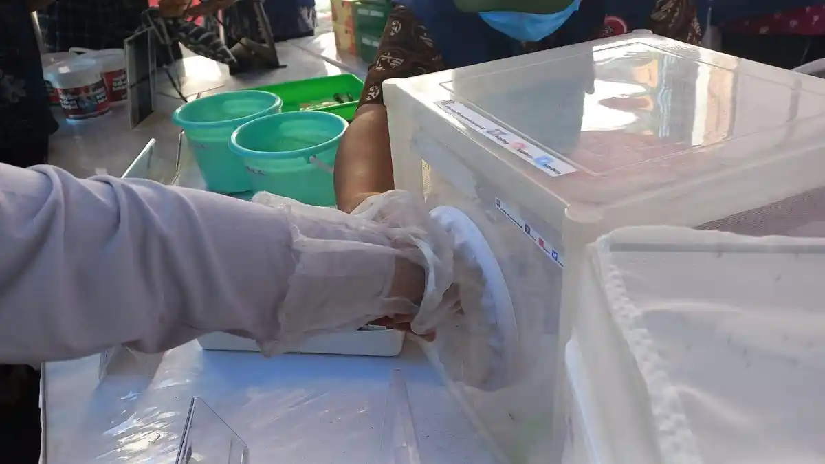 Hati-hati Sebar Nyamuk Wolbachia, Intervensi Alam Tanpa Riset Mendalam Bisa Membahayakan Manusia