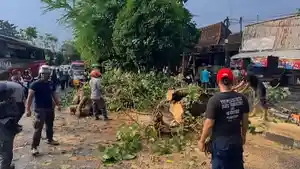 20262105-Evakuasi-pohon-tumbang-di-Kota-Yogyakarta.jpg