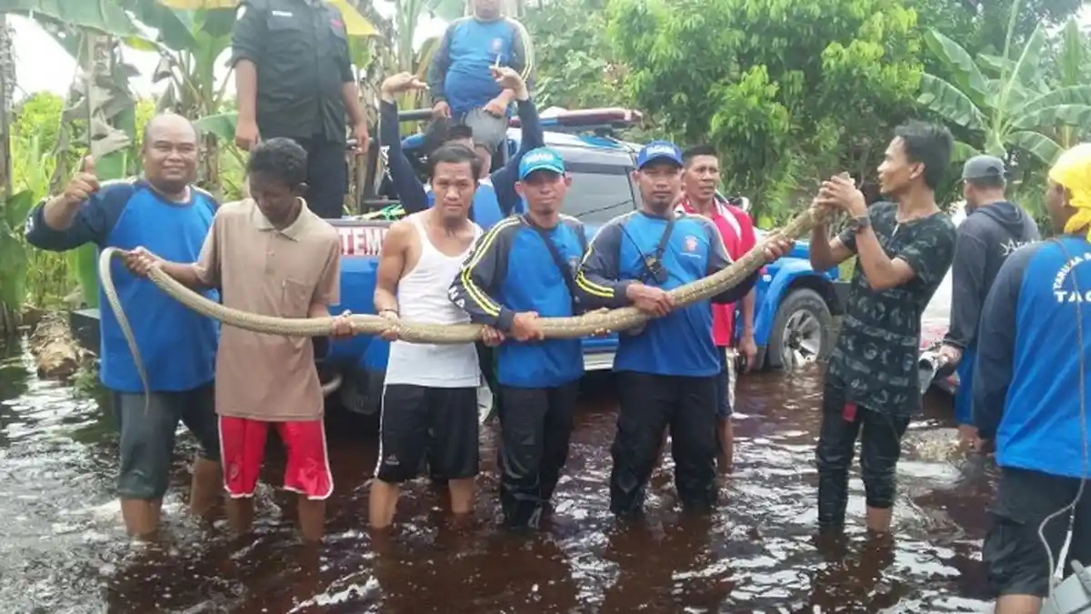 Rizki Sudah Lama Impikan Piara Ular Kobra, Tapi Akhirnya Koma Setelah Dapatkan yang Diidamkan