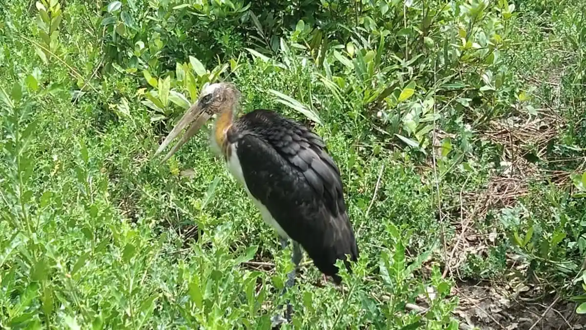 Sumatera Utara Jadi Habitat Terbesar Satwa Langka Bangau Tontong