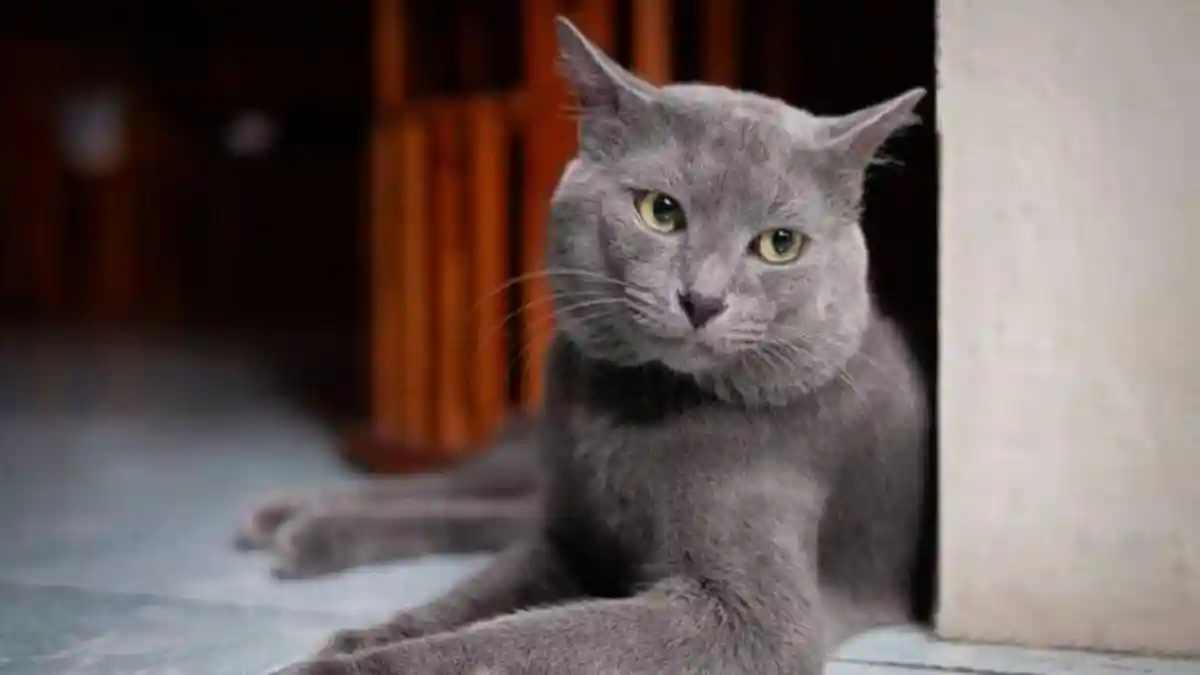 Mengenal Kucing Busok, Kucing Asli dari Indonesia Asal dari Pulau ...