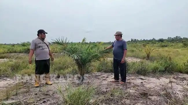 20260304-ALIH-FUNGSI-LAHAN-Kondisi-sawah-milik-petani-di-Desa-Serdang-12.jpg