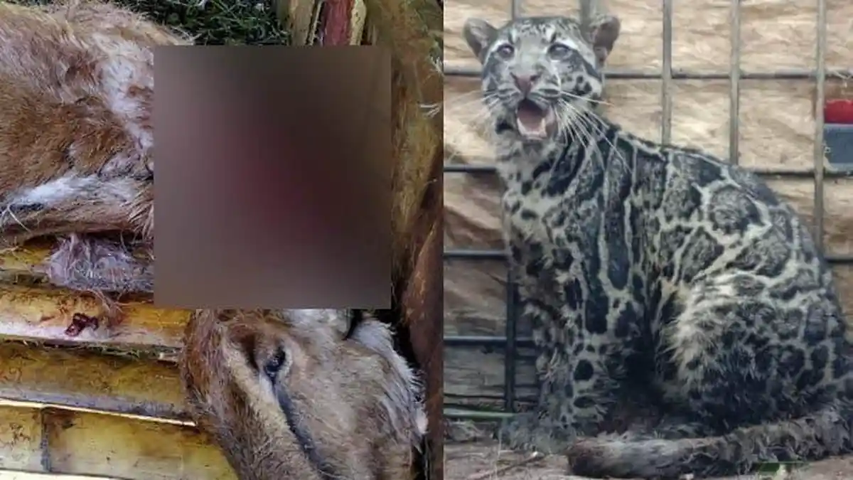Akhirnya Terungkap Penyebab 5 Kambing Mati Misterius, Leher Nyaris Putus, Hewam Ini Masuk Perangkap