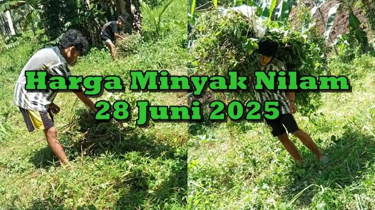 Harga Minyak Nilam di Minsel Sulawesi Utara Sabtu 28 Juni 2025