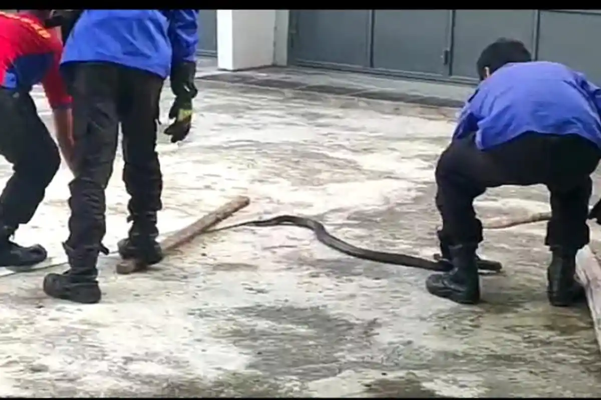 Masuk ke Pemukiman, Ular King Kobra Bikin Geger Warga Lalabata Soppeng! Panjangnya 2 Meter Lebih