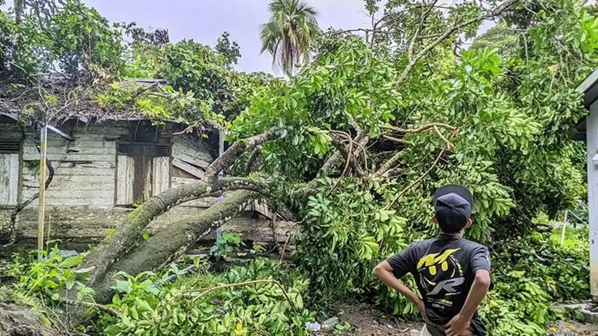 Kena Rumah Kosong, Pohon Tumbang di Gambah Luar HSS