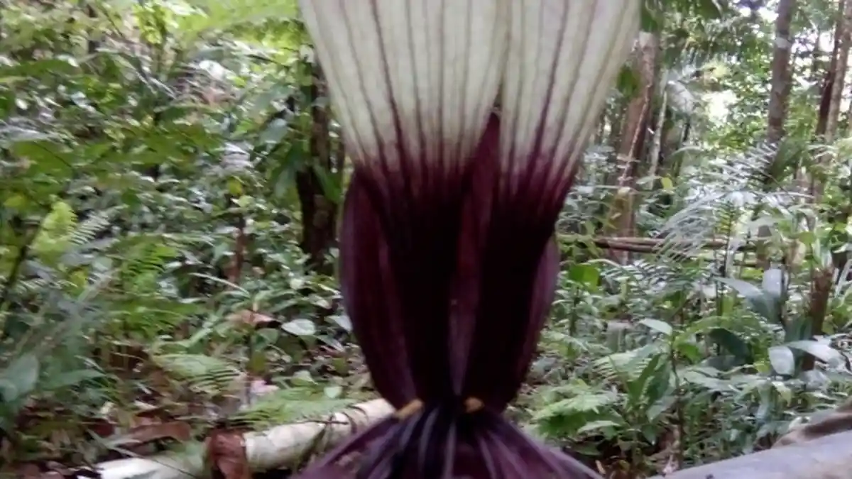 Bunga Kelelawar Hitam atau Black Bat Flower Tumbuh di Anambas, Apa Saja Keunikannya?