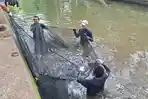 PEMBASMIAN-IKAN-SAPU-SAPU-di-aliran-irigasi-Setu-Babakan-Jagakarsa-Jaksel.jpg
