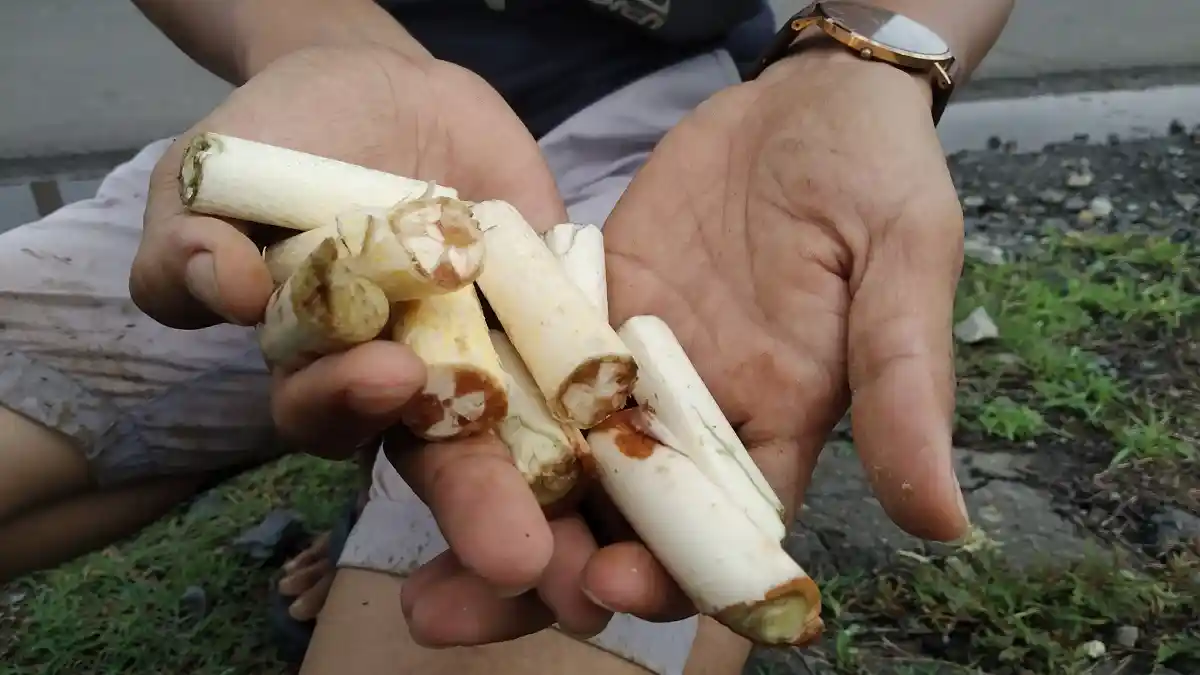 Selain Bahan Kerajinan Tangan, Batang Muda Rotan Bisa Dikonsumsi hingga Mengobati Penyakit