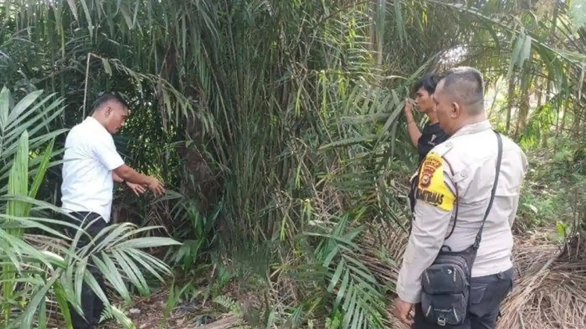 PILU Siswi SMP di Siak Digilir 6 Anak Dibawah Umur, Tiga Diantaranya Bocah SD, Pelaku Masih Diburu