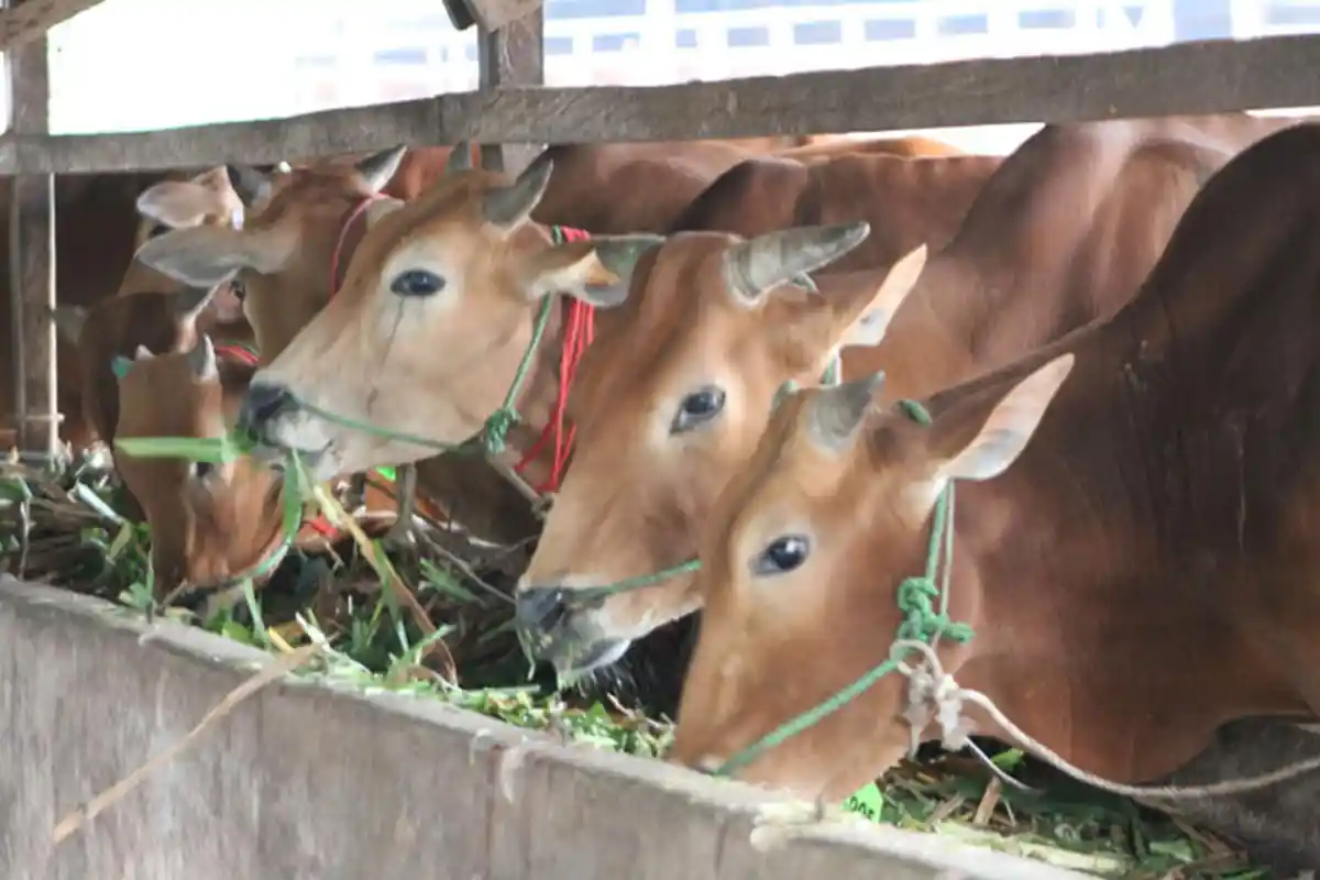 PMK Merebak, Peternak Berikan Perawatan Ekstra ke Hewan Ternaknya