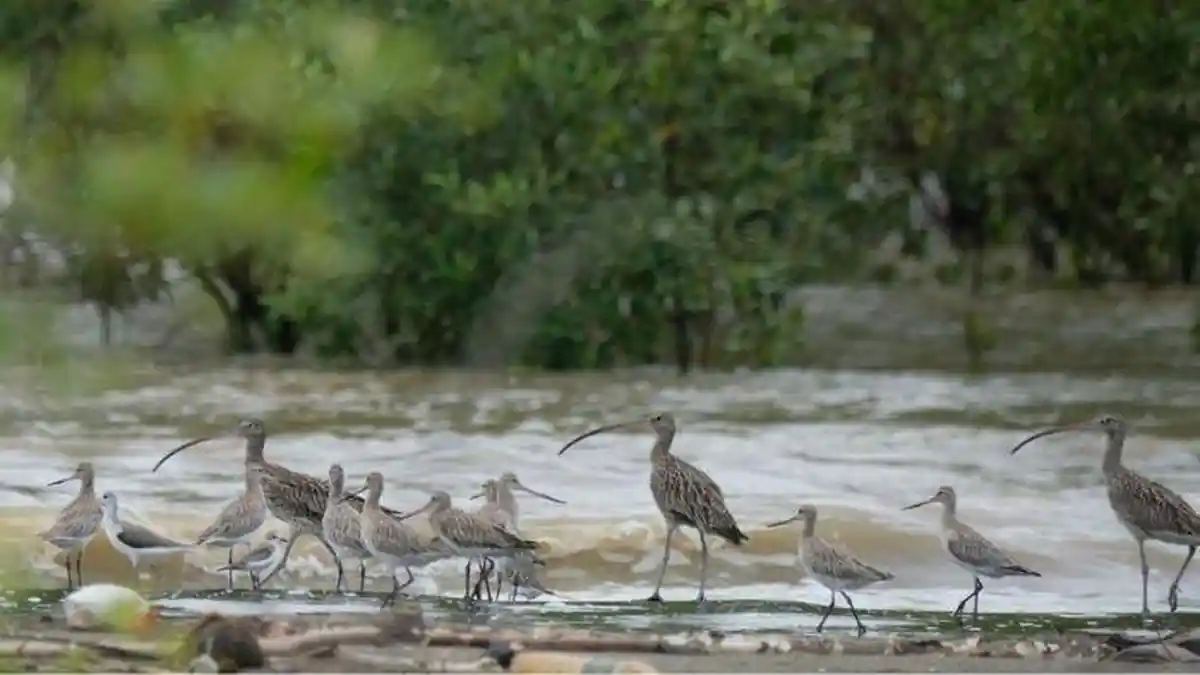 Burung-Burung Migran dan Pantai Cemara Tanjab Timur yang Jadi Persinggahan - Tribunjambi.com