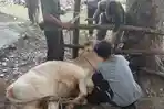 Pemkab Bangka Siapkan Sembilan Ekor Hewan Kurban untuk Dibagikan Ke Pegawai