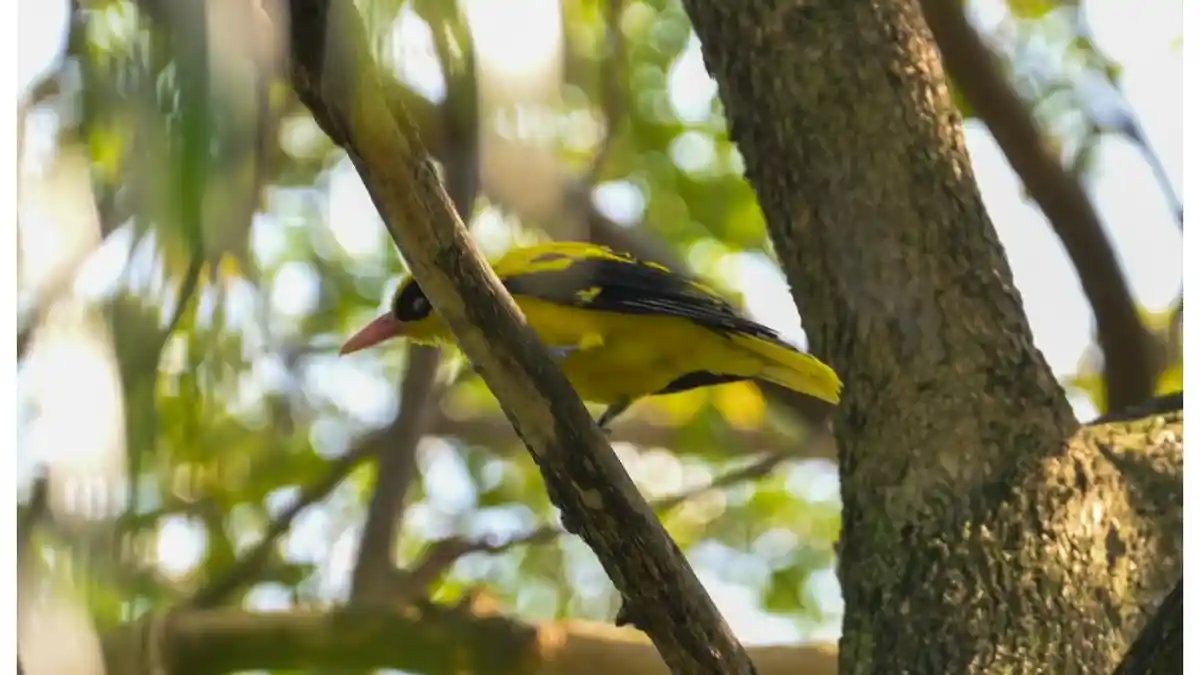 Taman Langsat Jakarta Selatan Jadi Tempat Berlindungnya Burung Kota