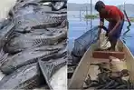 STRATEGI-Kolase-foto-nelayan-di-Danau-Tondano-dan-ikan-sapu-sapu.jpg