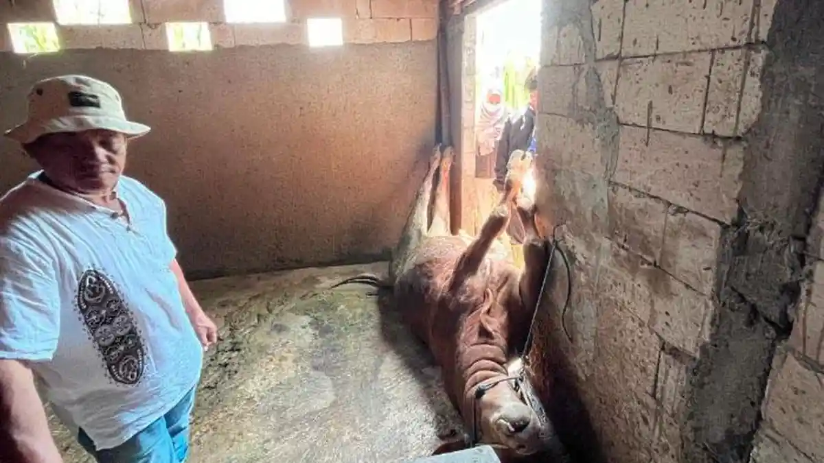 Nelangsa Peternak di Kota Batu, Puluhan Sapi Siap Jual Mendadak Mati, RPH Ungkap Hasil Penelitian