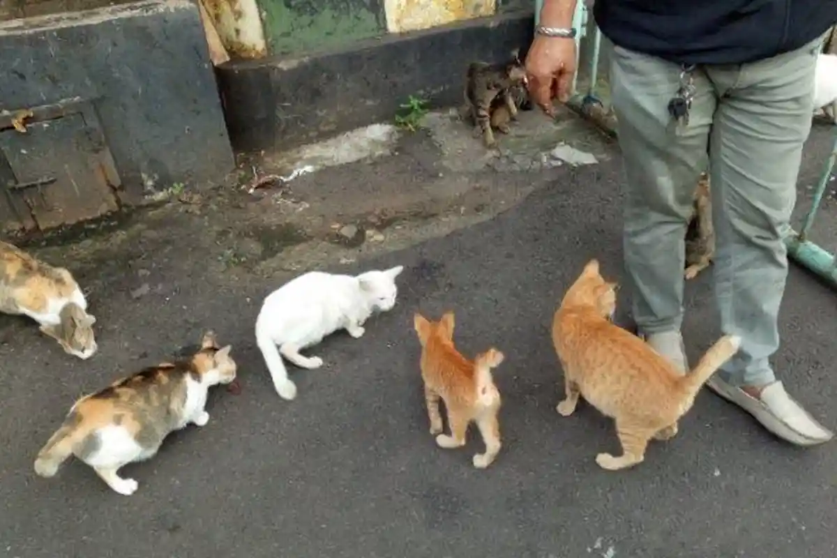 VIRAL Satpam Rutin Beri Makan Kucing Liar: Kalau Uangnya Sedikit, Saya Puasa, Mereka yang Makan