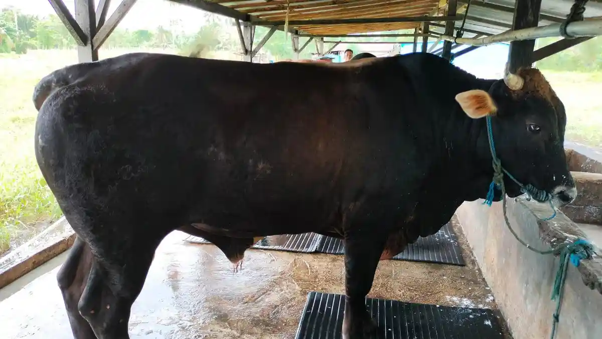 Kota Bitung Dapat 1 Ekor Sapi dari Presiden RI Prabowo Subianto, H-1 Akan Diserahkan ke Masjid