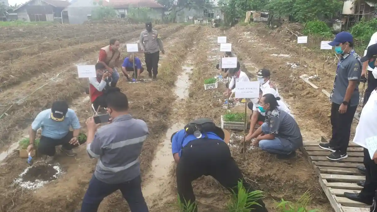 Wakil Walikota Samarinda Rusmadi Ikut Tanam 1000 Pohon Pepaya di Loa Bakung