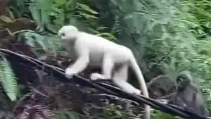 Viral-di-media-sosial-seekor-kera-putih-langka-di-Pura-Pasar-Agung-Besakih.jpg