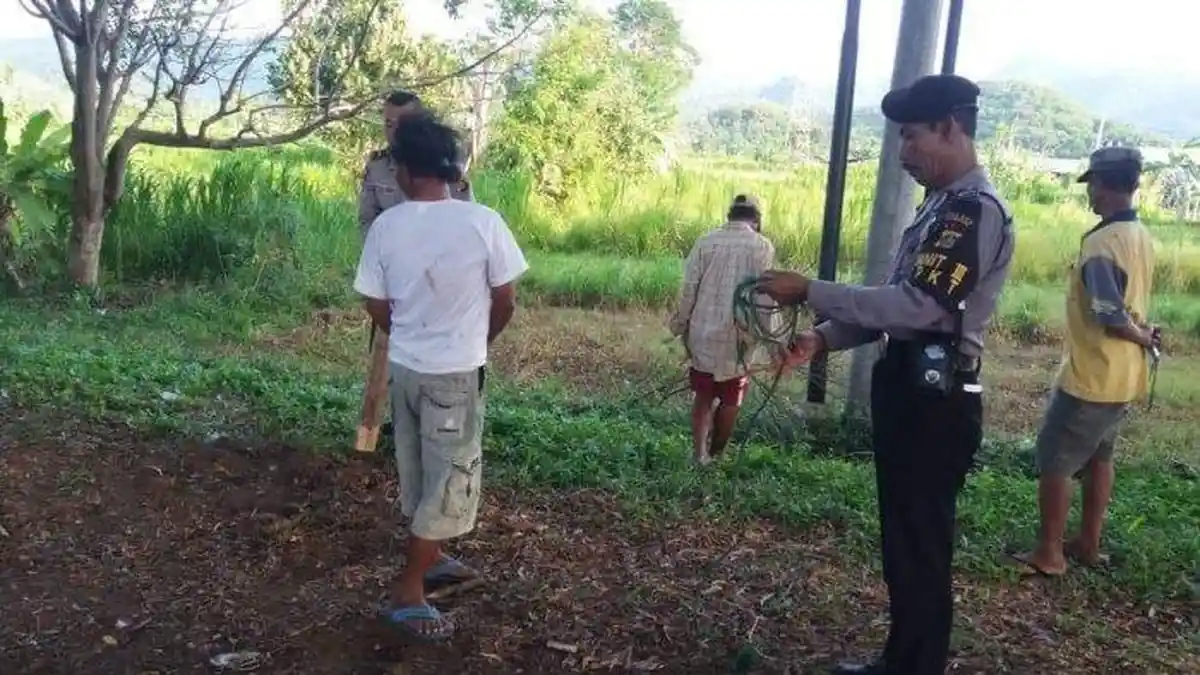 Teror Aksi Pencurian Ternak di Klungkung 4 Sapi Hilang Dalam Semalam