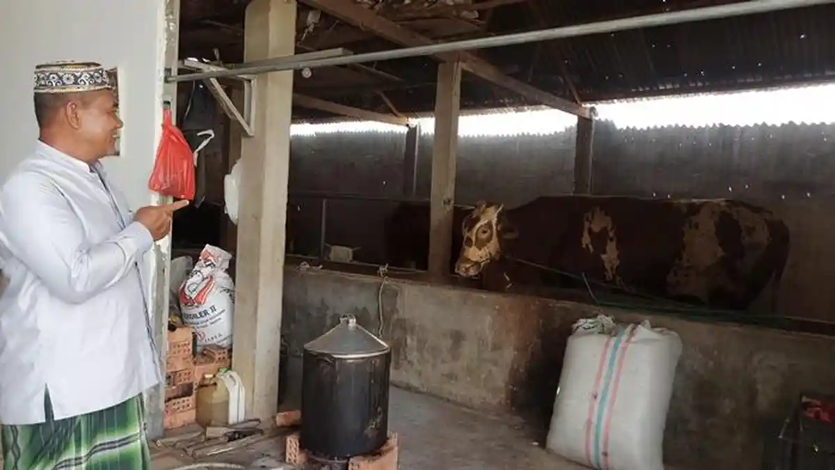 Sapi Simmental 1 Ton Ditawarkan ke Presiden Jokowi untuk Bekurban di Palembang