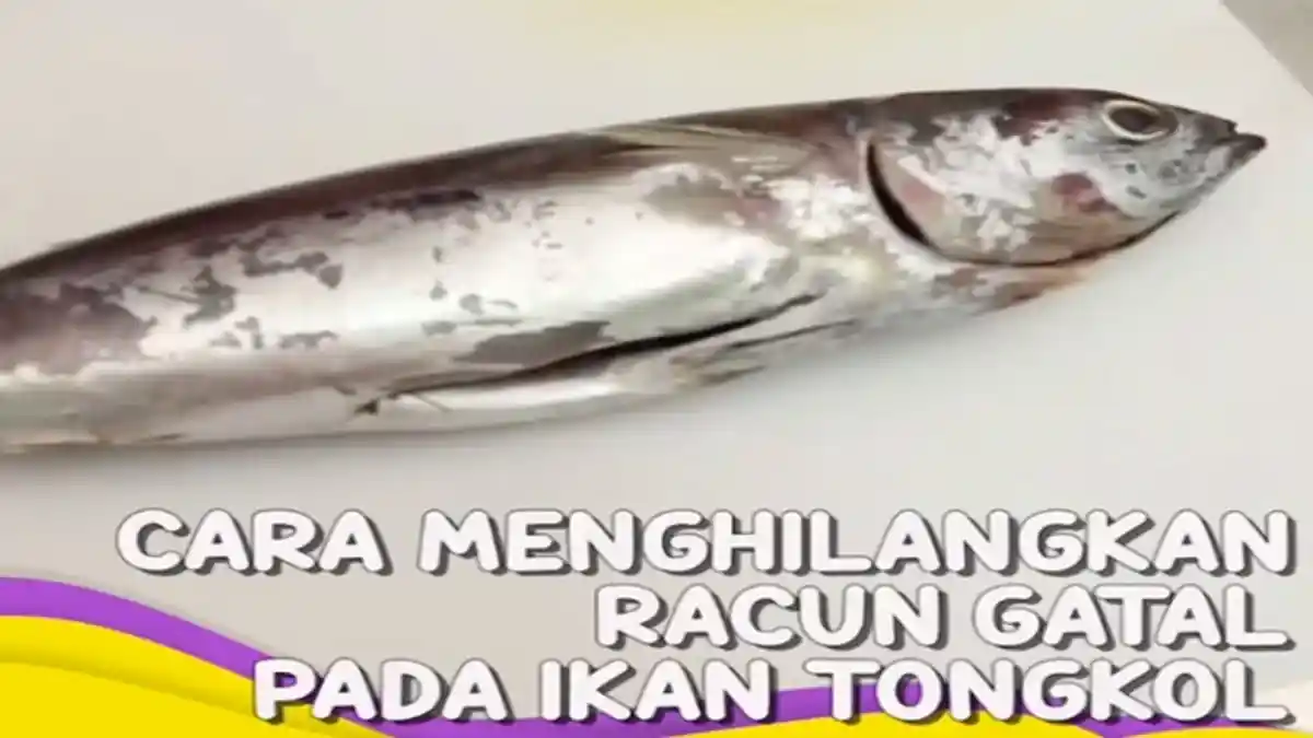 250 Orang Keracunan Ikan Tongkol, Diduga Racun Bersumber dari Kepalanya