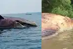 ikan-paus-terdampar-di-surabaya.jpg