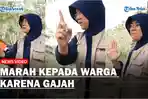 Viral Seorang Staff Ahli Kementerian KLH Marah-marah Kepada Warga karena Gajah